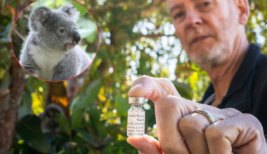 Vaccini koala
