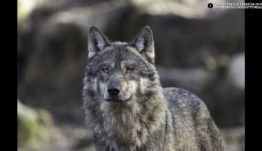 ecco la commovente storia di un lupo