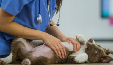 Assicurazione animali domestici, conviene davvero per risparmiare?