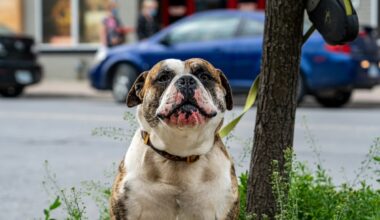 cane al guinzaglio