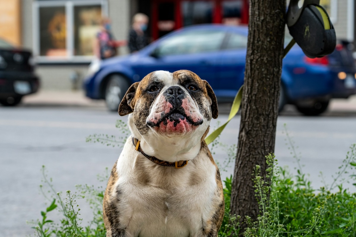 cane al guinzaglio
