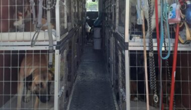 Bari, in un furgone 46 cuccioli di cane trasportati senza autorizzazioni