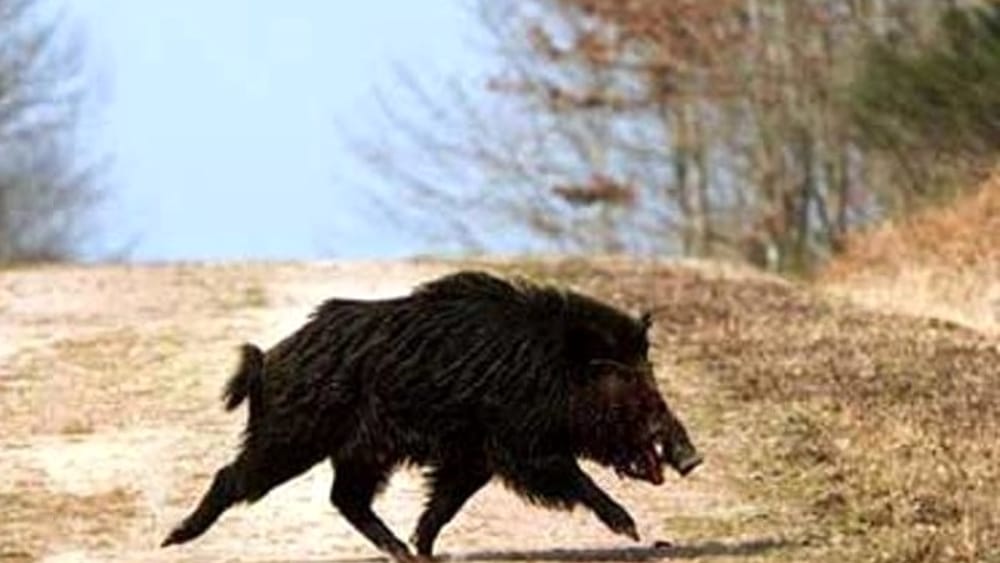 Peste Suina Africana, anticipata di tre settimane l’apertura della caccia al cinghiale in 14 aree del Piemonte