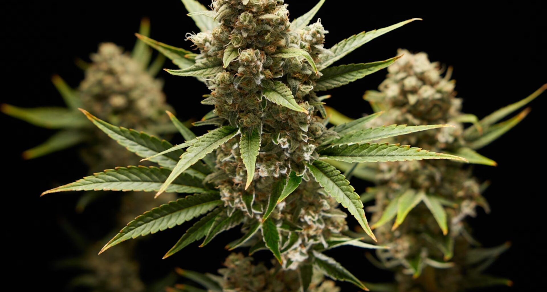 La cannabis influisce sulla fertilità?