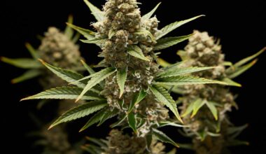 La cannabis influisce sulla fertilità?