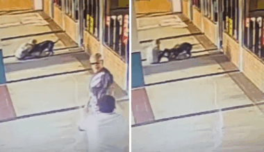 Donna morde un pitbull per salvare il suo cane: il video choc dell'aggressione