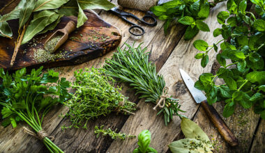 Origano proprietà e benefici: secco, olio, tisane, infusi