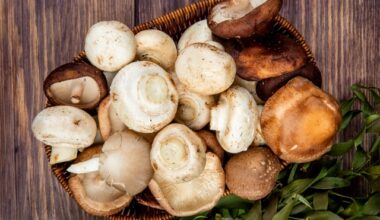Raccolta funghi: punti di controllo micologico dell’azienda sanitaria aperti sino al 27 novembre