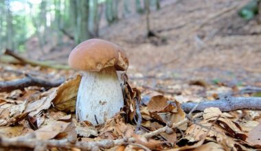 Tragedia in Ticino, 33enne italiano muore cercando funghi