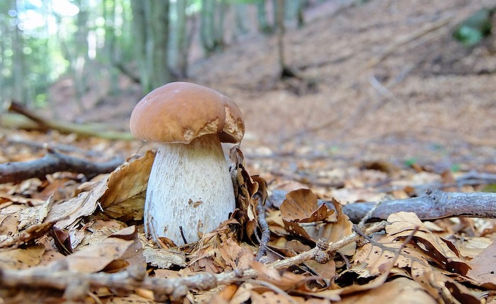 Tragedia in Ticino, 33enne italiano muore cercando funghi