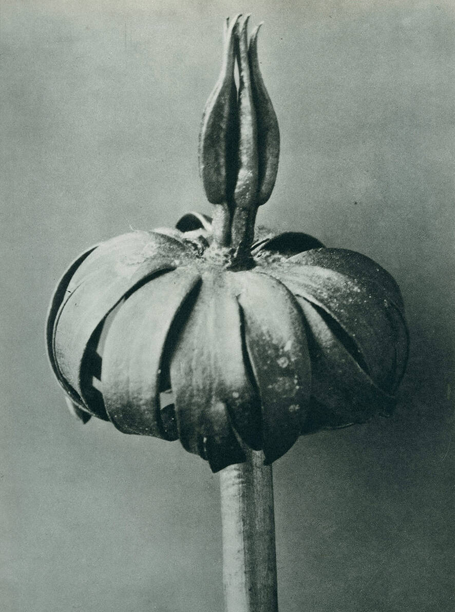 Karl Blossfeldt, “Eranthis Cilicica”, 1929 Courtesy Karl Blossfeldt. Archiv / Stiftung Ann und Jürgen Wild, Pinakothek der moderne, München
