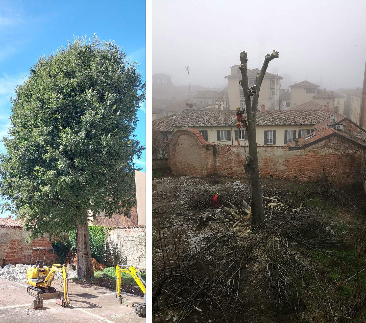Il bagolaro prima e dopo l'abbattimento