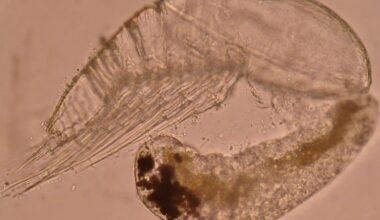 Gli scienziati non hanno idea di cosa siano queste creature appena trovate