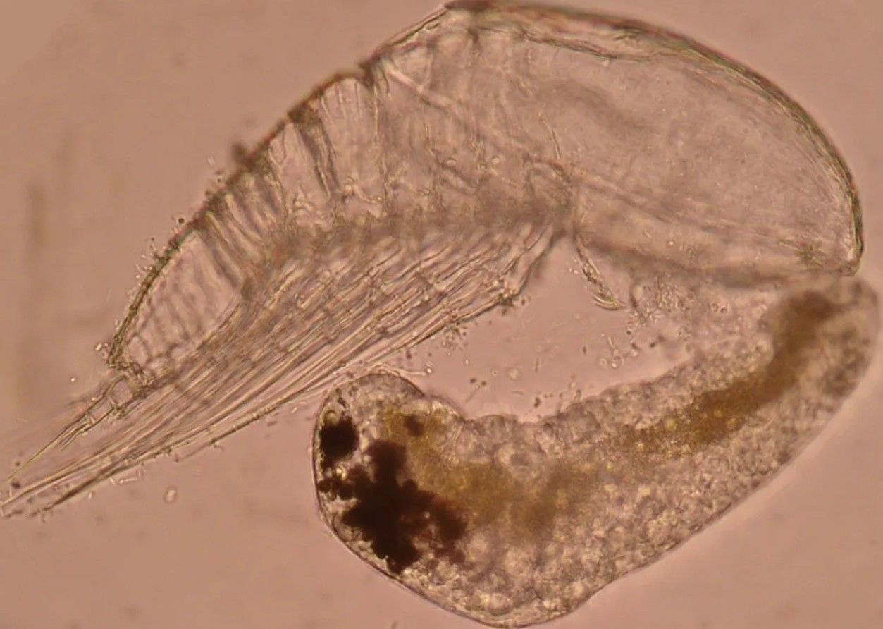 Gli scienziati non hanno idea di cosa siano queste creature appena trovate