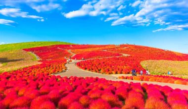 il parco giapponese che in autunno diventa rosa