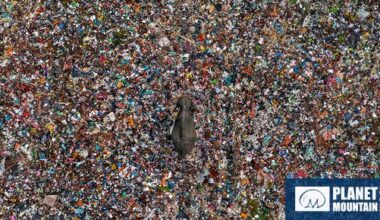 Wildlife Photographer of the Year 2025 rivela un'anteprima delle foto più belle della 61° edizione