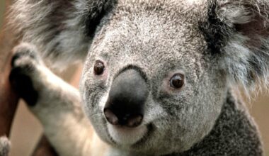 "I koala sono a rischio estinzione. Stop al disboscamento e via libera al vaccino contro la clamidia": il piano per salvarli