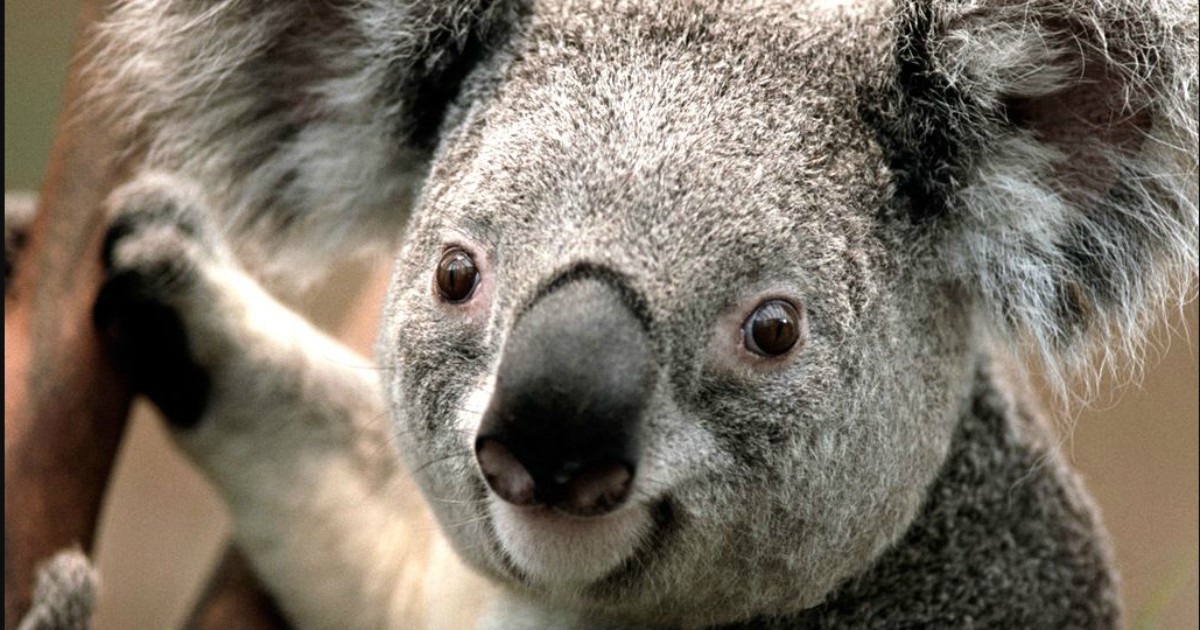 "I koala sono a rischio estinzione. Stop al disboscamento e via libera al vaccino contro la clamidia": il piano per salvarli