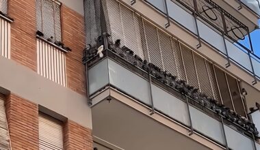 Neanche Gualtieri riesce a scalfire la 'dama dei piccioni': "Non si ferma nemmeno con l'ordinanza del sindaco" - RomaToday