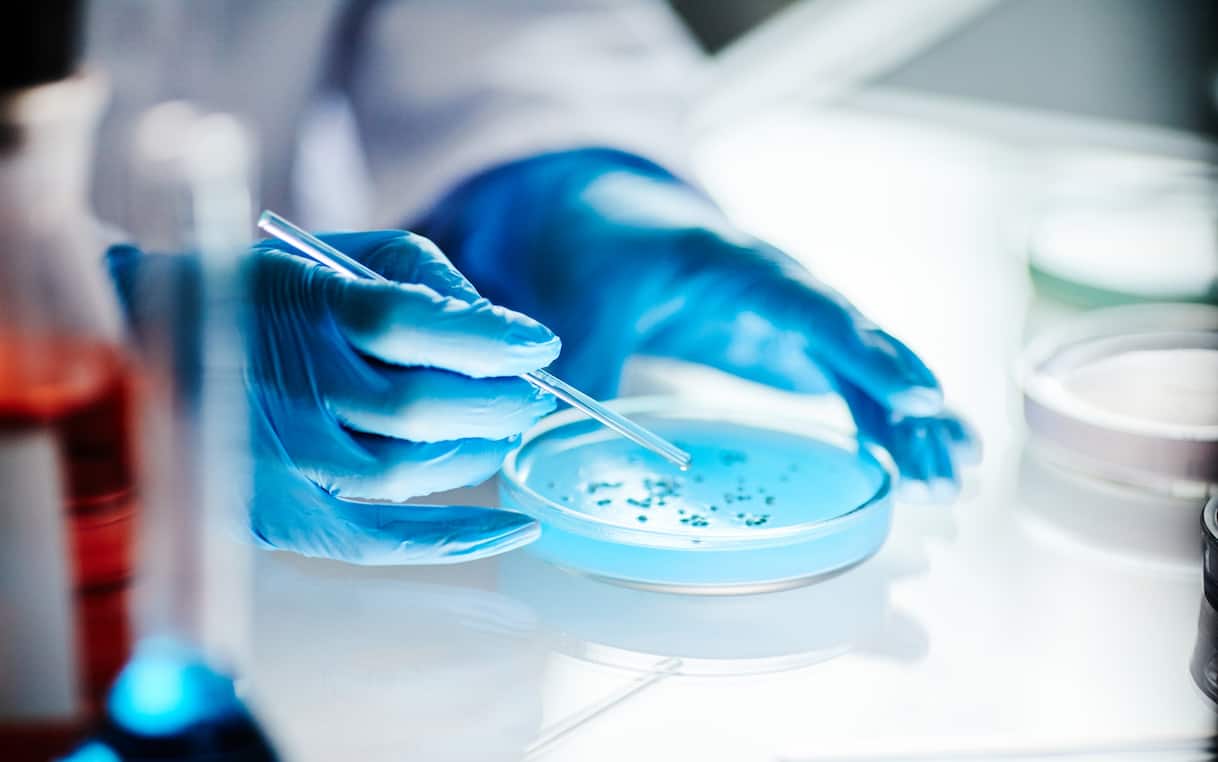 Candida Auris, fungo farmacoresistente si diffonde in Europa: sintomi infezione e cura