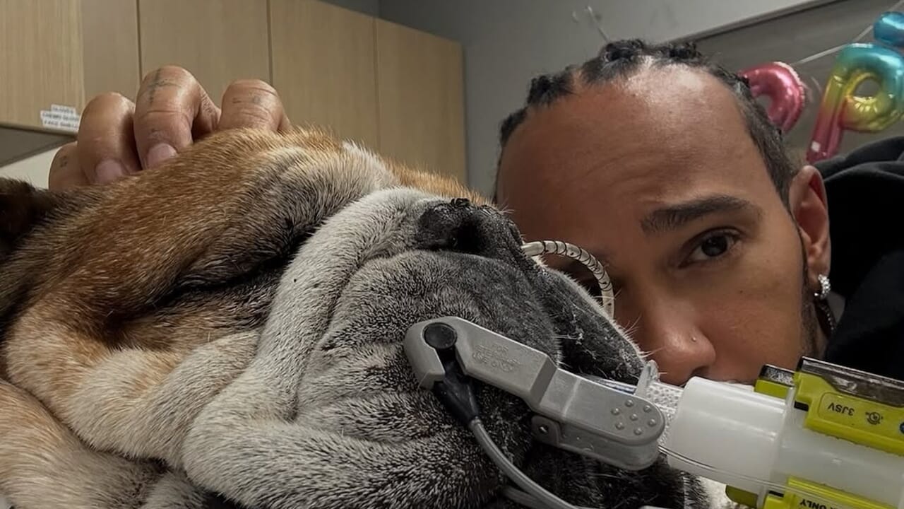 Hamilton, il cane Roscoe sta male e salta i test al Mugello: "Pregate per lui"
