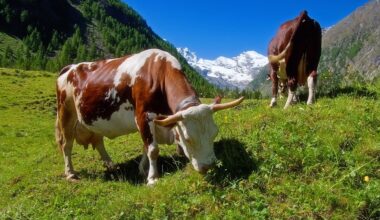 Vaccinazione obbligatoria contro la dermatite bovina: il partito Valle d'Aosta Futura chiede chiarimenti - AostaNews24