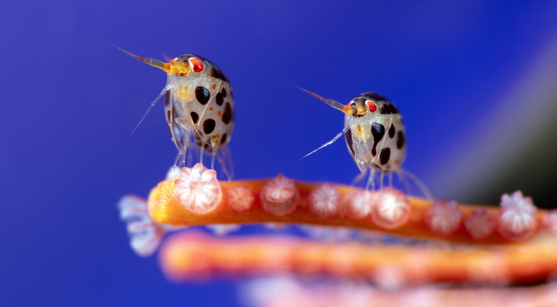Ocean Photographer of the Year 2025: le foto più belle
