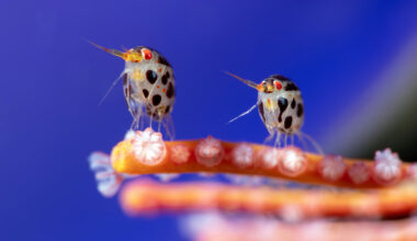 Ocean Photographer of the Year 2025: le foto più belle