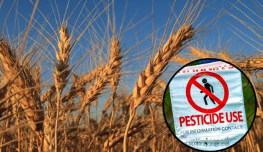 pesticidi campi di grano