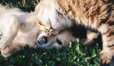 Cure gratis per cani e gatti