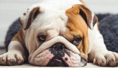 Concorso fotografico "Animali amici miei": domenica la premiazione