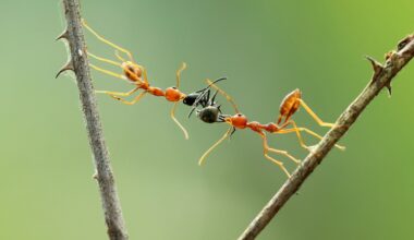 Formiche che si soccorrono a vicenda su dei rametti di albero.