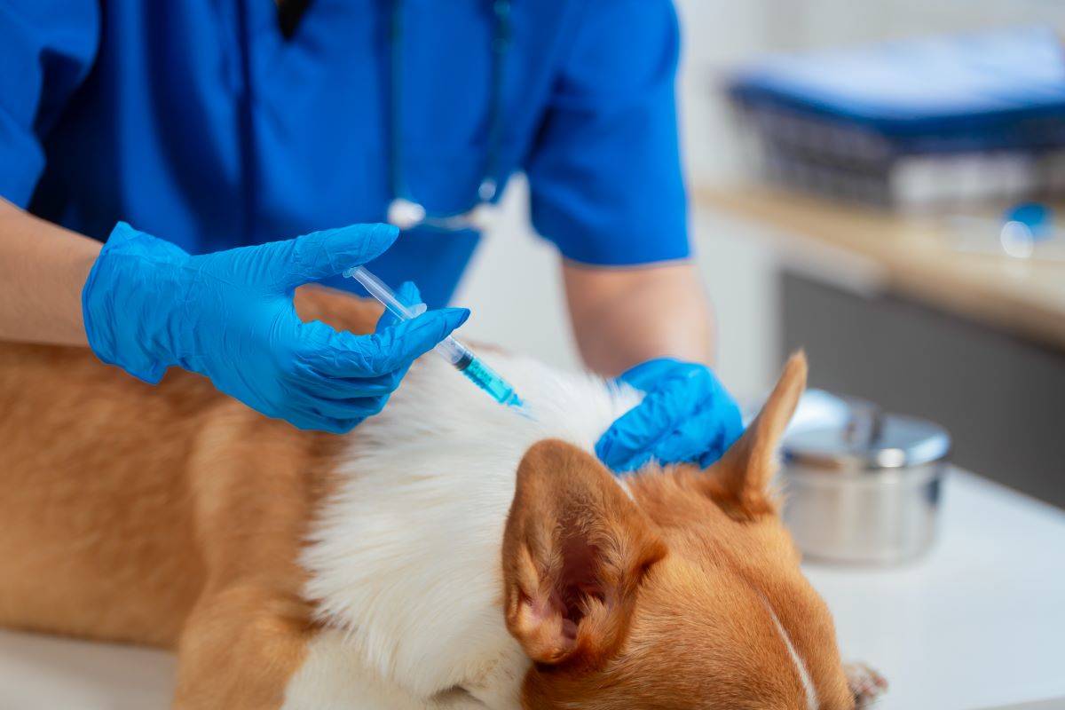 Cani “no vax”: negli Usa aumenta il rischio di rabbia