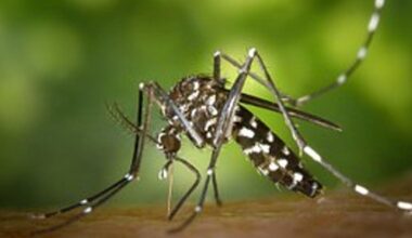 Secondo caso di Chikungunya a Reggio Emilia: è un 75enne di Novellara