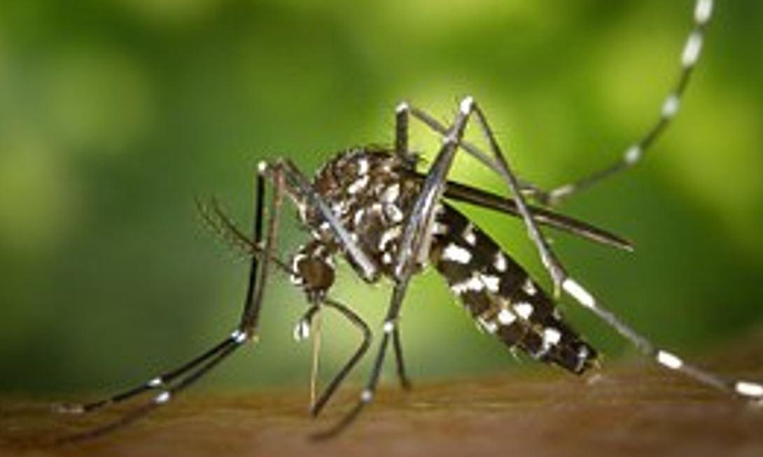 Secondo caso di Chikungunya a Reggio Emilia: è un 75enne di Novellara