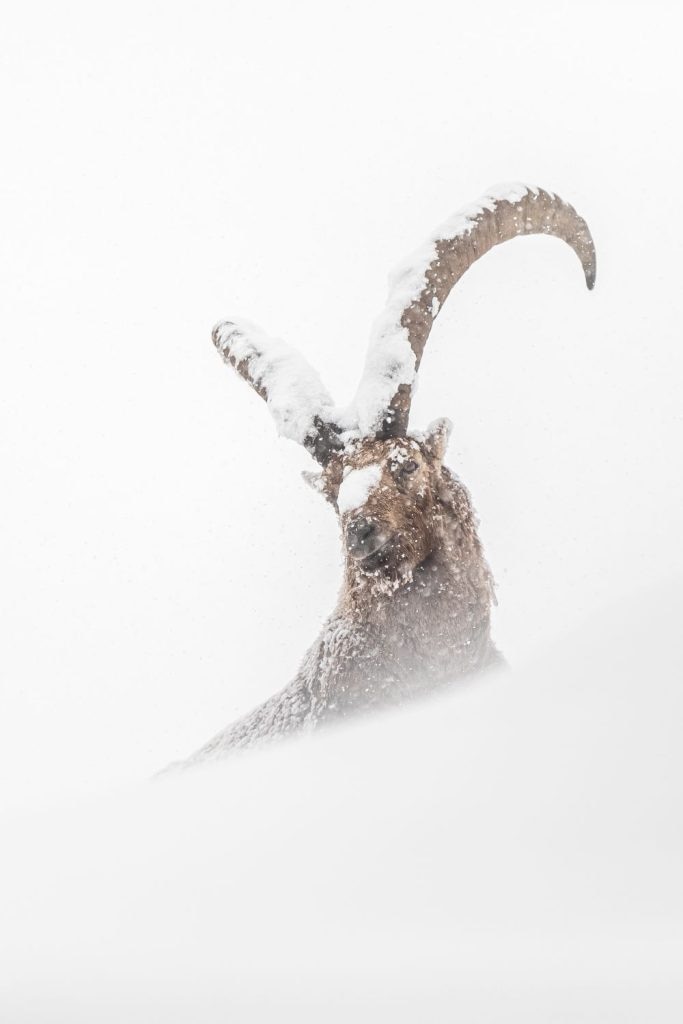 Pierre Raphoz - Chamonix Photo Festival