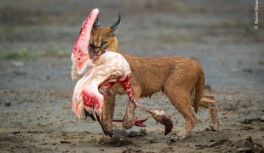 Wildlife Photographer of The Year 2025: gli scatti vincitori