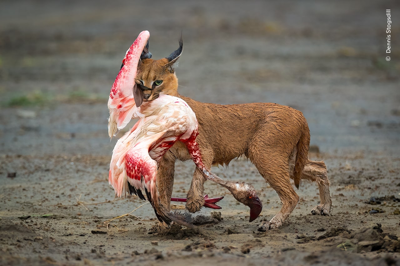 Wildlife Photographer of The Year 2025: gli scatti vincitori