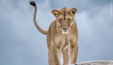 Arrivano a Milano le foto del Wildlife Photographer of the Year: l'appuntamento per chi ama la natura