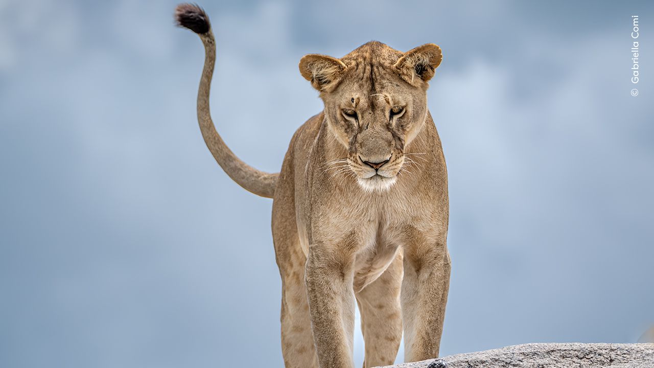 Arrivano a Milano le foto del Wildlife Photographer of the Year: l'appuntamento per chi ama la natura