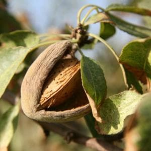 Dai gusci delle mandorle, fertilizzanti bio a costi sostenibili