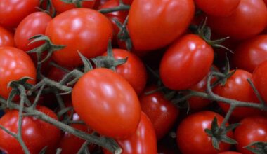 Centinaia di casi di Salmonella in Europa, possibile veicolo del batterio i pomodori siciliani