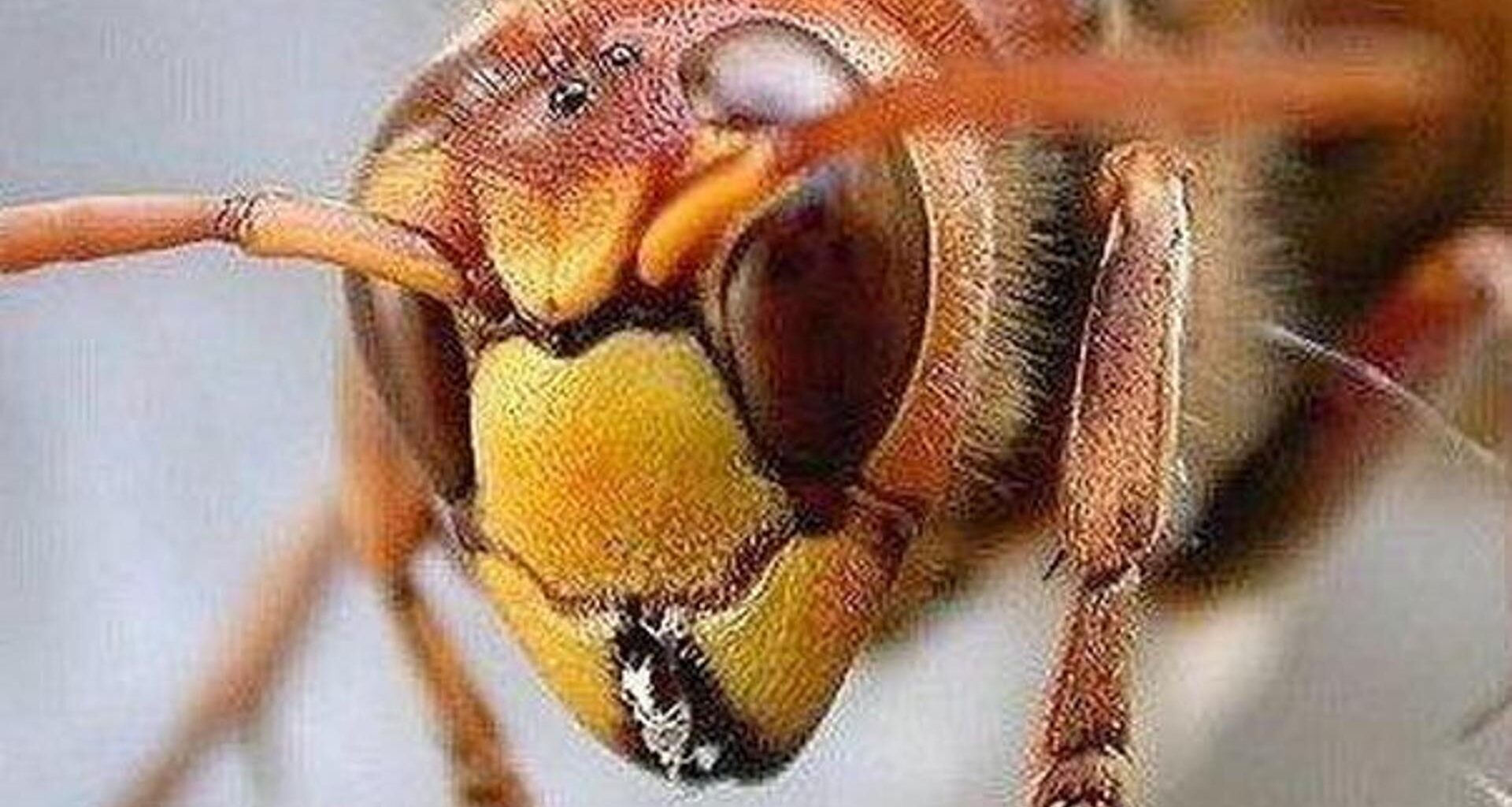 Sciame di calabroni attacca 30 sportivi durante una gara, momenti di paura alla Mandria