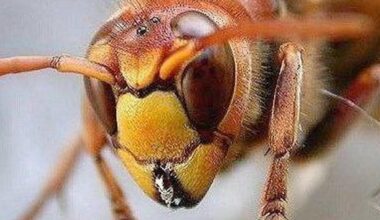 Sciame di calabroni attacca 30 sportivi durante una gara, momenti di paura alla Mandria