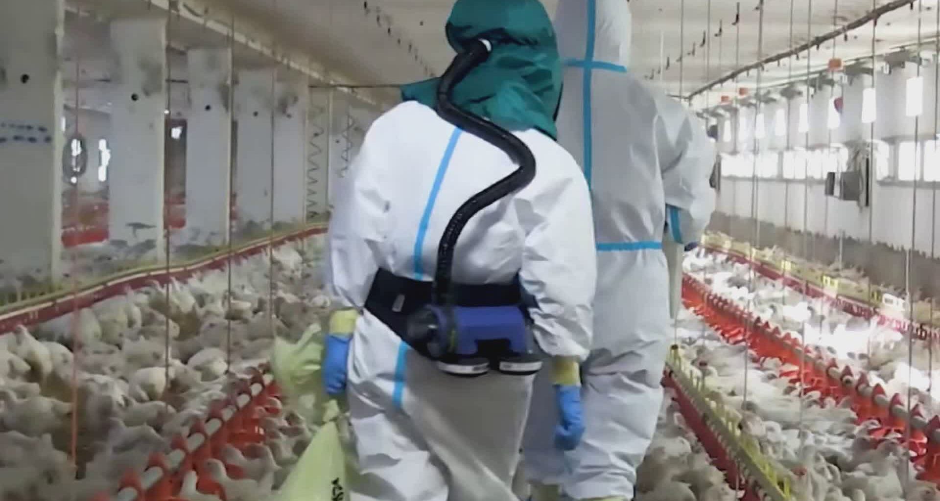 Aviaria, 80mila polli da abbattere. Tamponi e vaccini per gli operatori