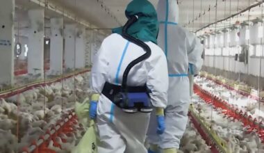 Aviaria, 80mila polli da abbattere. Tamponi e vaccini per gli operatori