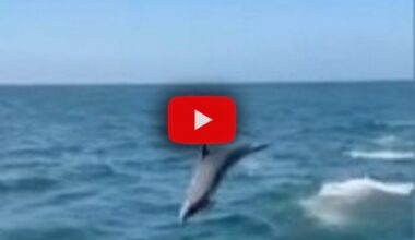 paura per i passeggeri, il Video Corriere