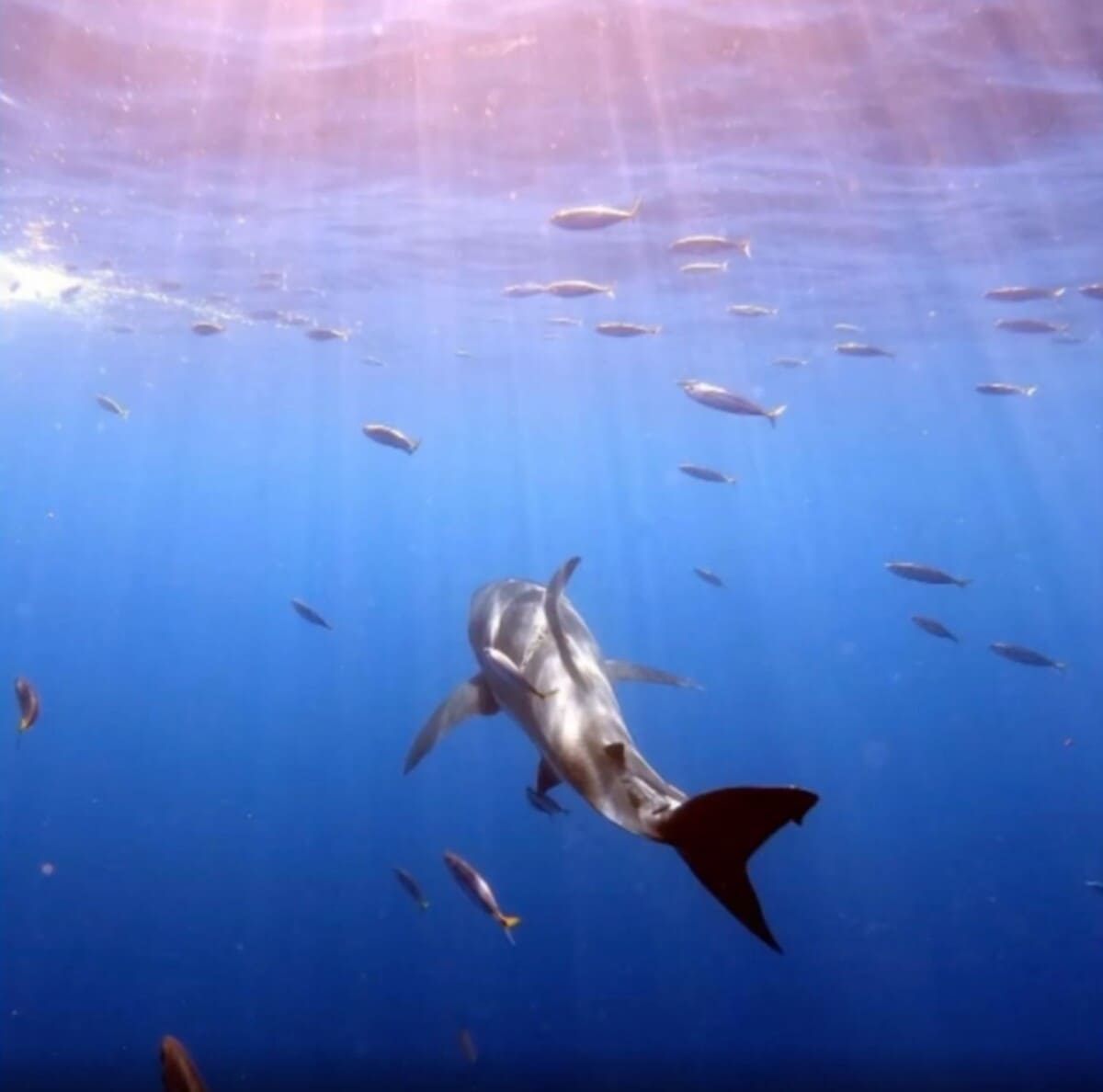 Squalo bianco in mare aperto vicino all’isola di Guadalupe