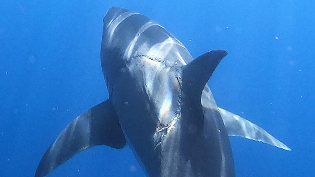 Immagini mozzafiato dal Messico: gigantesco squalo bianco fotografato con una cicatrice impressionante