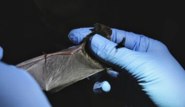 scoperti nuovi coronavirus in allevamenti del Nord, i dettagli